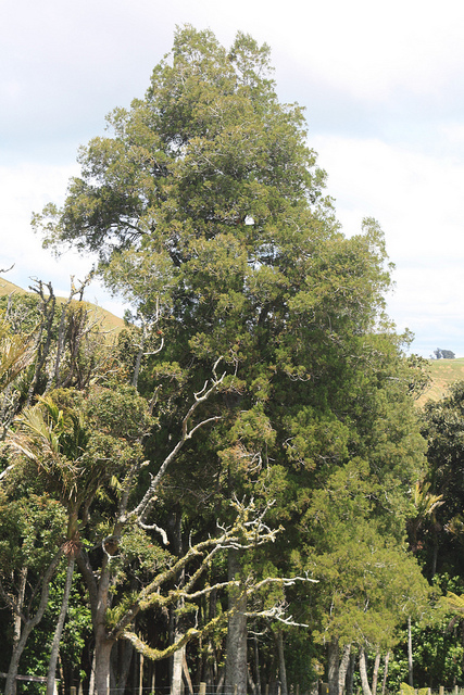 Dacrycarpus dacrydioides