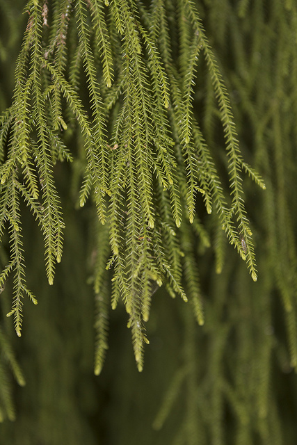 Dacrydium cupressinum (Dacrydium cupressinum)