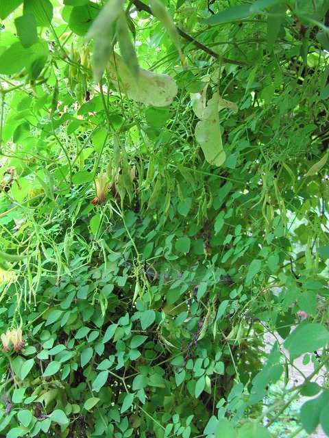 Dicentra grimpant (Dactylicapnos scandens)