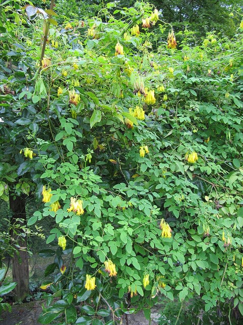 Dicentra grimpant