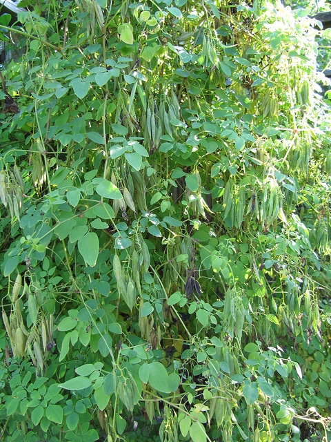 Dicentra grimpant