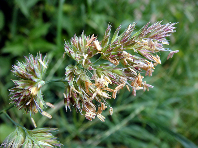Dactyle