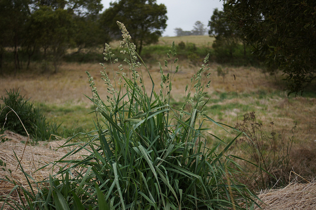 Dactyle