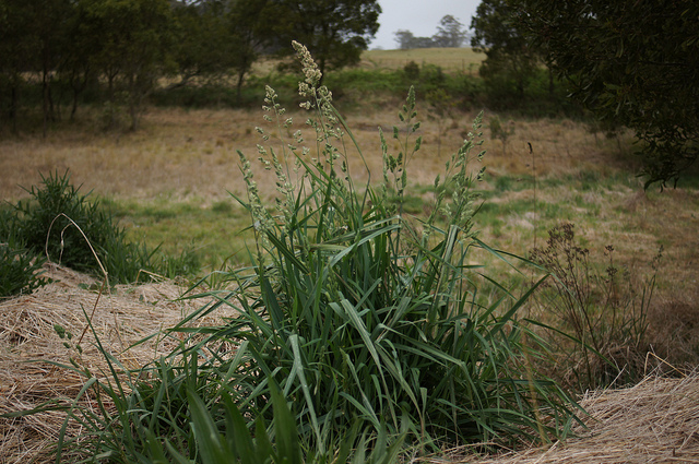 Dactyle
