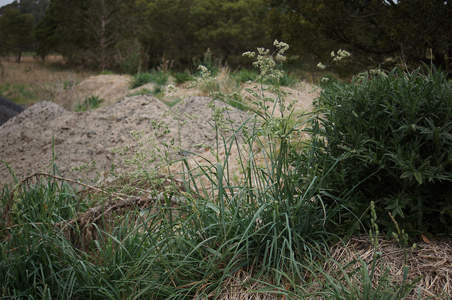 Dactyle (Dactylis glomerata)