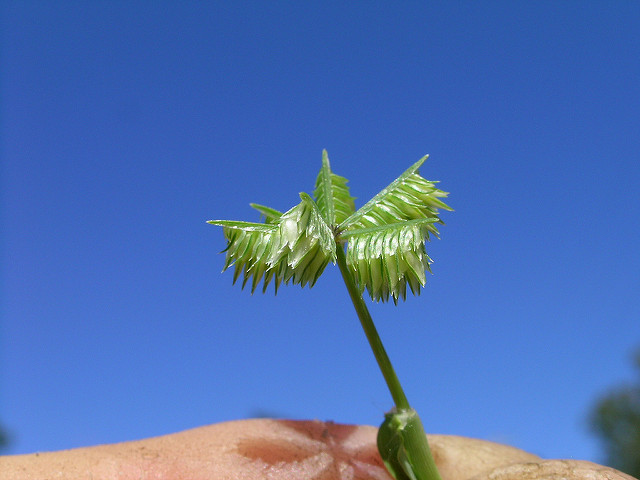 Dactyloctenium radulans