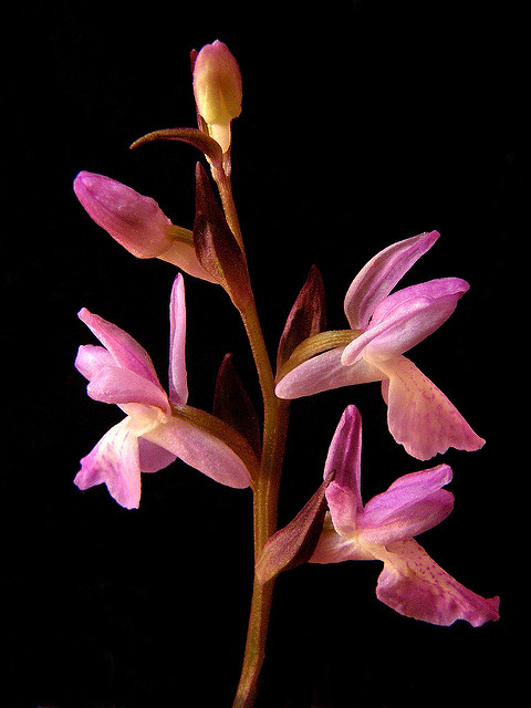 Orchis élevé (Dactylorhiza elata)