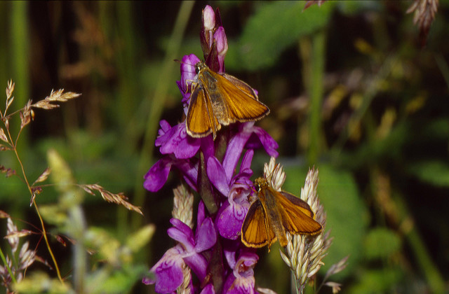 Orchis élevé