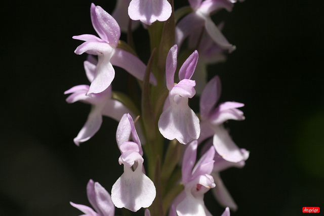 Orchis élevé