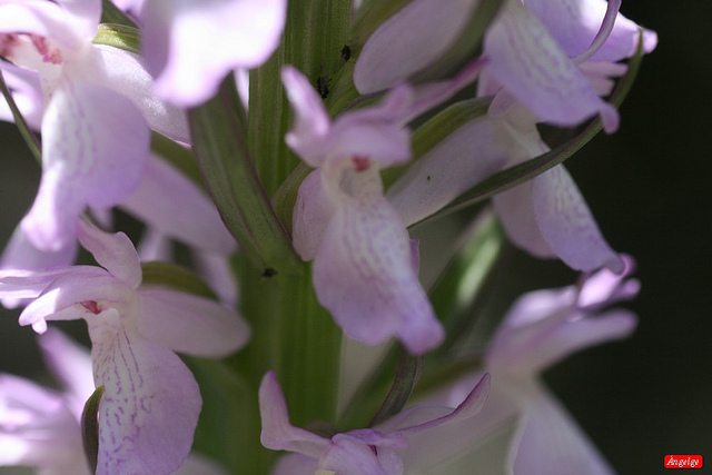 Orchis élevé