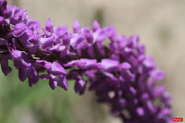 Orchis élevé