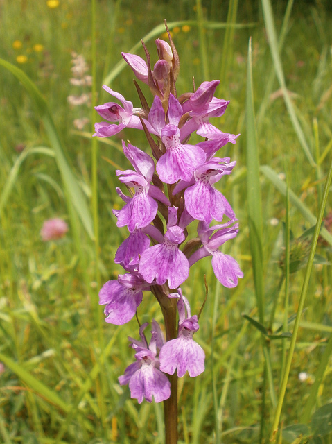 Orchis élevé