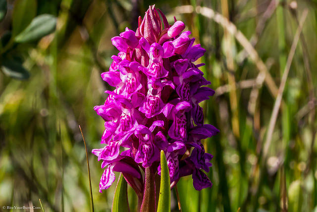 Dactylorhize incarnat (Dactylorhiza incarnata)