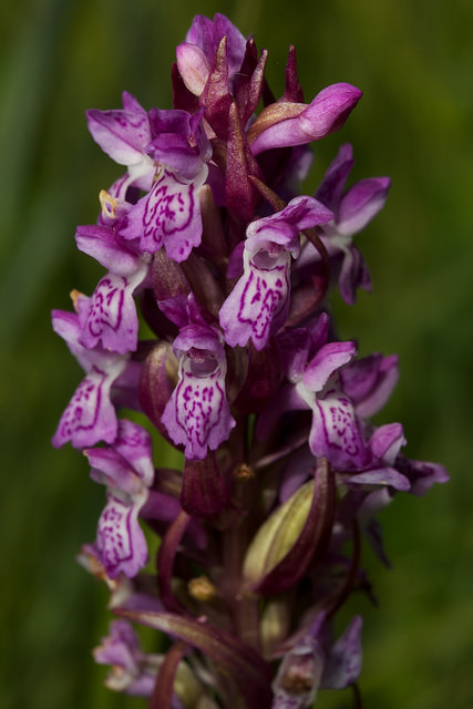 Dactylorhize incarnat