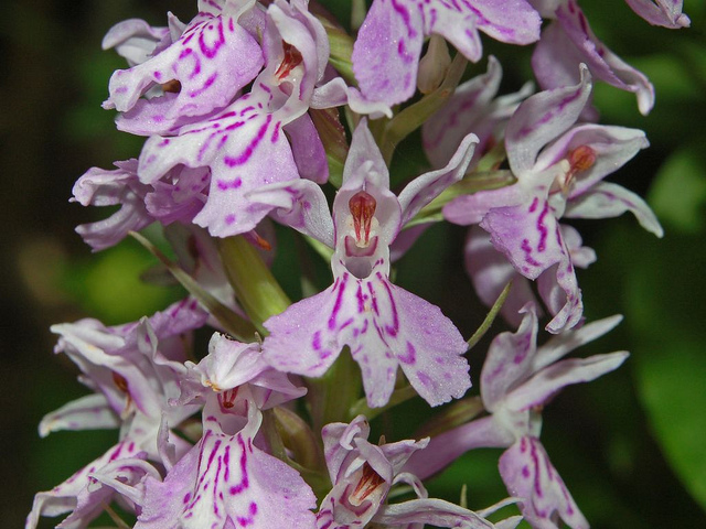 Dactylorhize tacheté (Dactylorhiza maculata)
