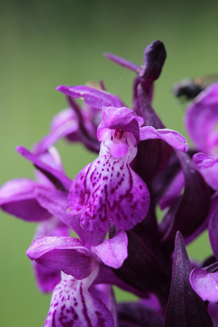 Dactylorhize de mai (Dactylorhiza majalis)