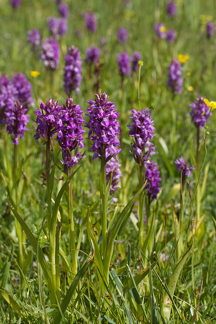 Orchis négligé