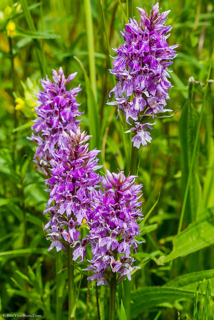 Orchis négligé