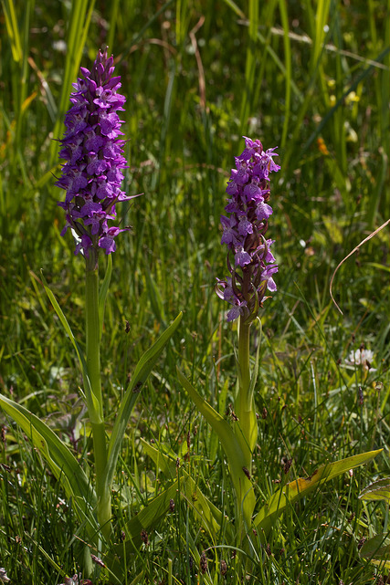 Orchis négligé