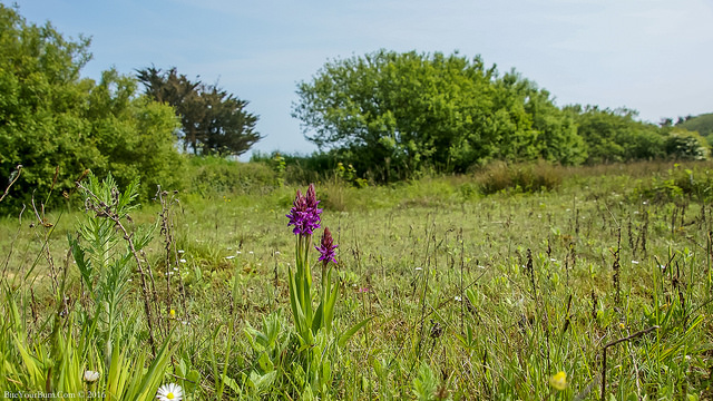 Orchis négligé