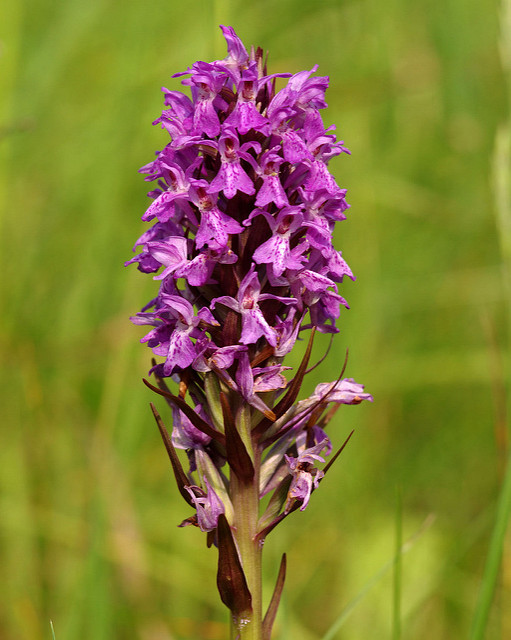 Orchis négligé