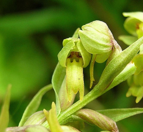 Coeloglosse verdâtre (Dactylorhiza viridis)