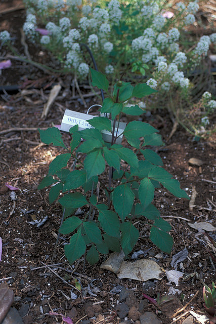 Dahlia coccinea