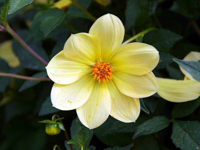 Dahlia coccinea