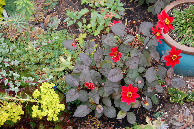 Dahlia coccinea