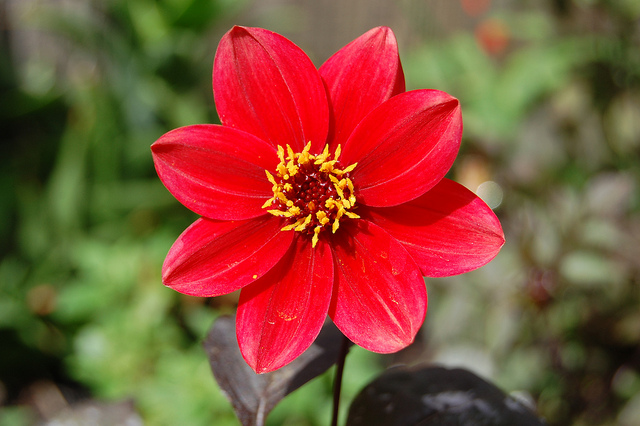 Dahlia coccinea
