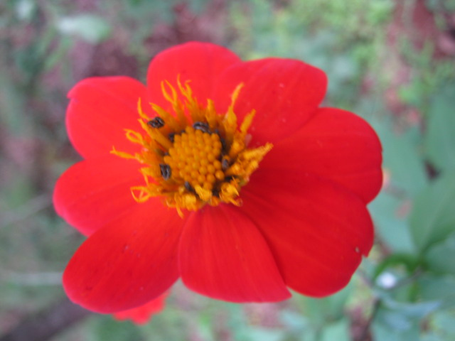 Dahlia coccinea