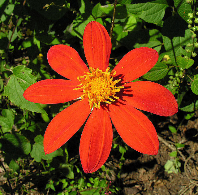 Dahlia coccinea