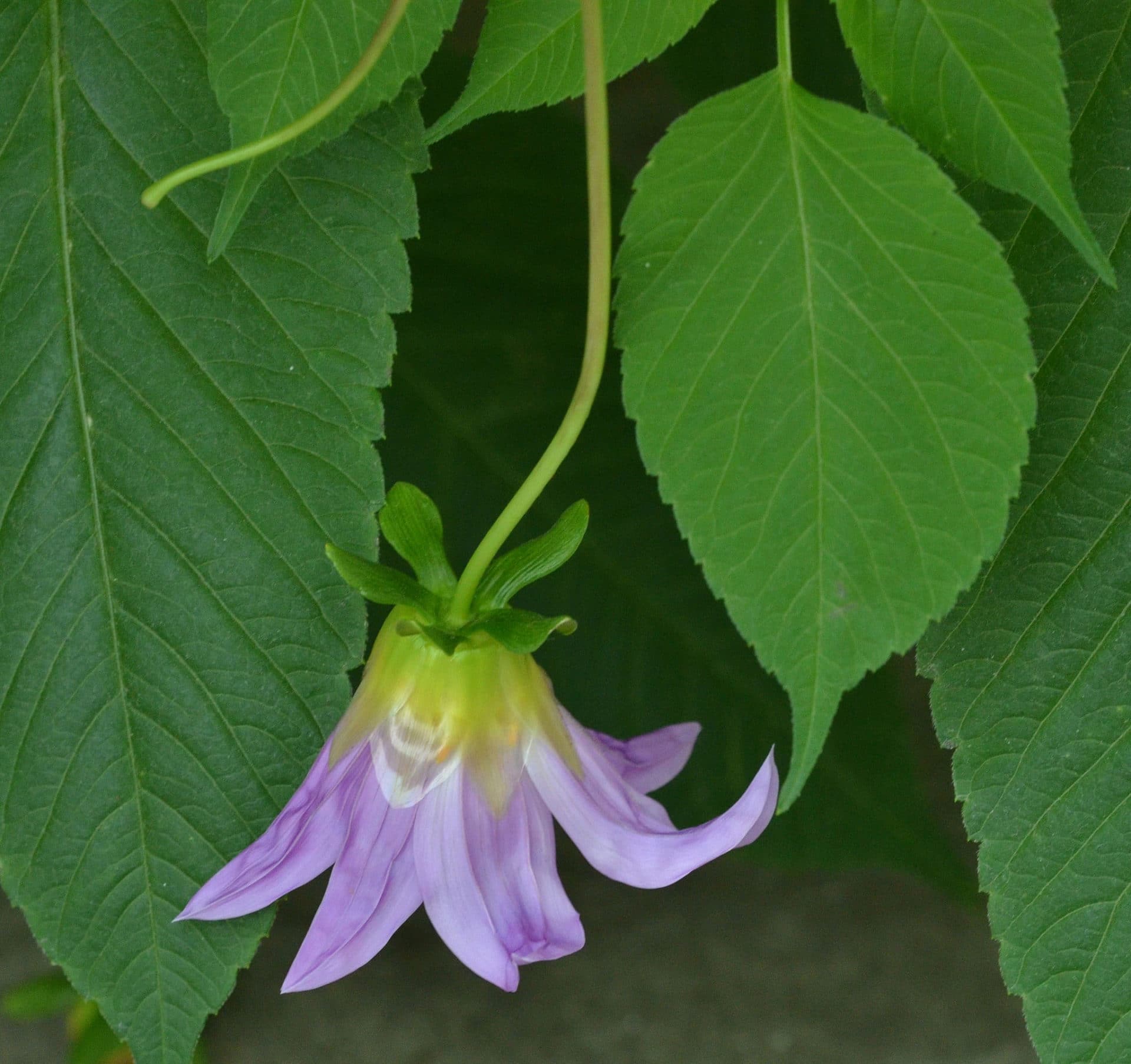 Dahlia en arbre