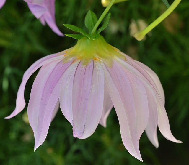 Dahlia en arbre