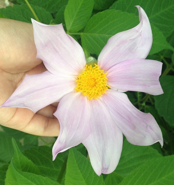 Dahlia en arbre