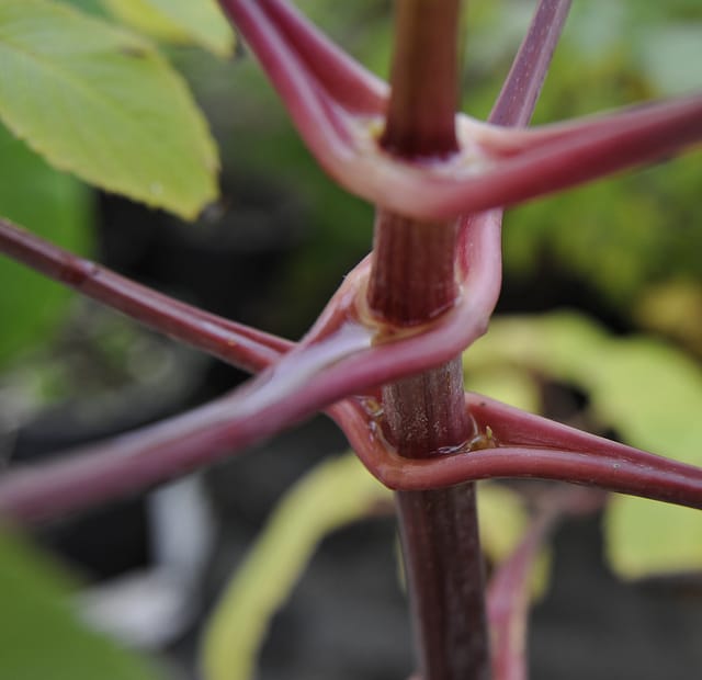 Dahlia en arbre (Dahlia imperialis)