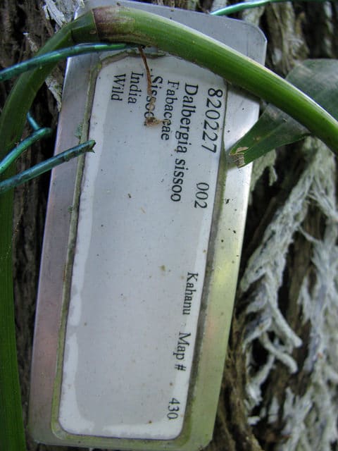 Sesham (Dalbergia sissoo)