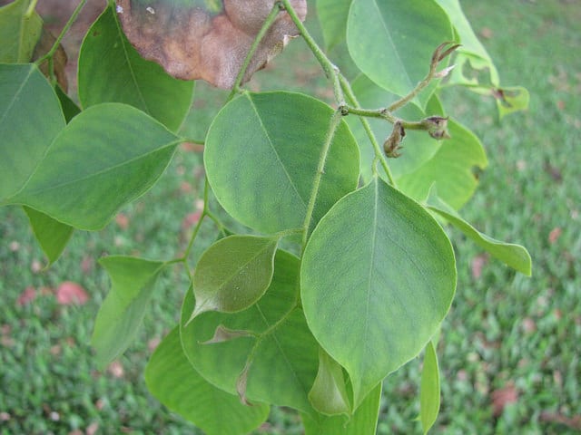 Sesham