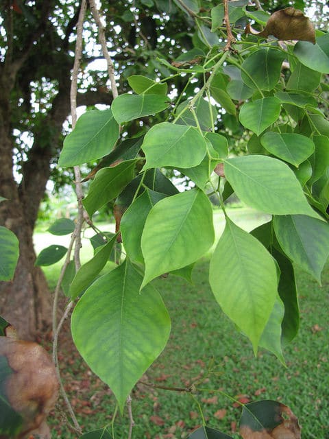 Sesham