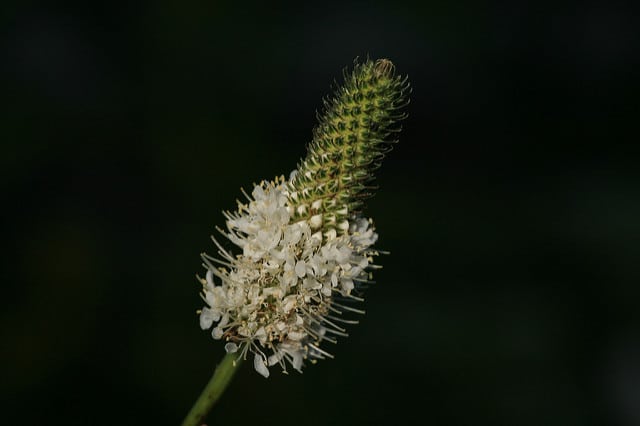 Dalea candida