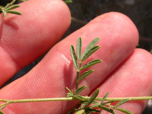 Dalea candida