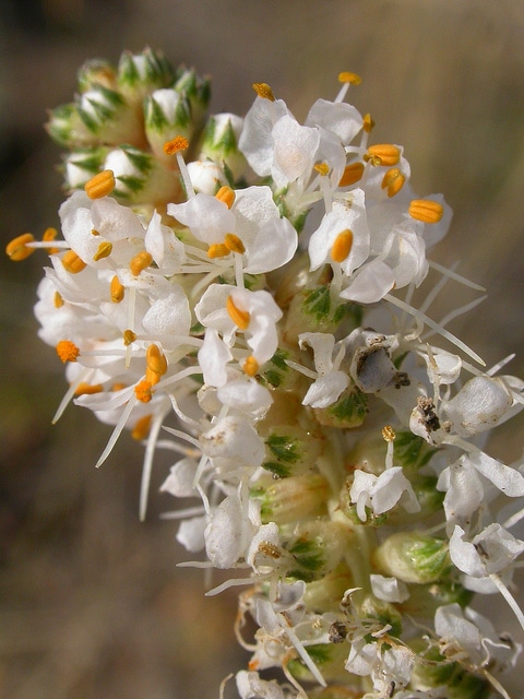 Dalea candida