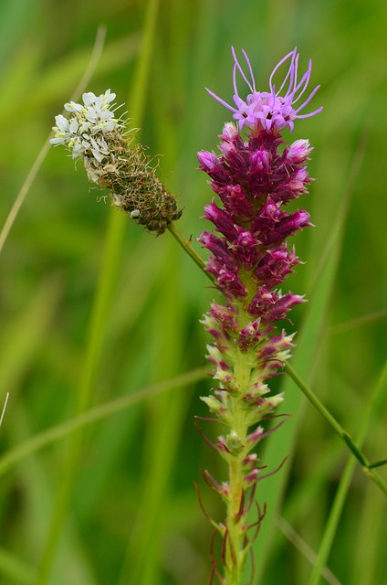 Dalea candida