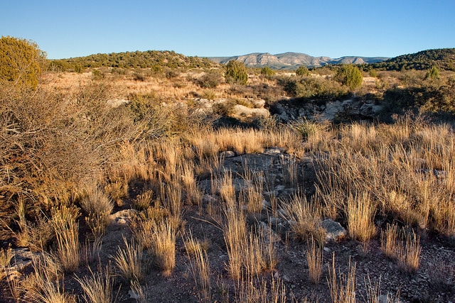Dalea greggii