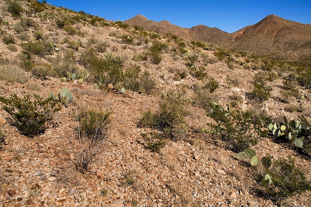 Dalea greggii