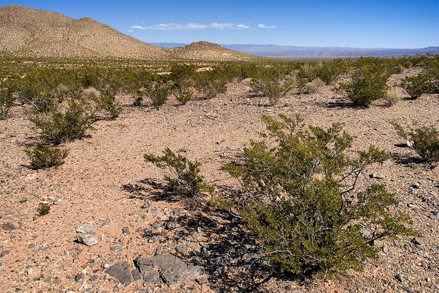 Dalea greggii