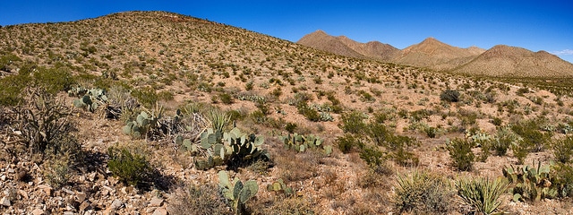 Dalea greggii