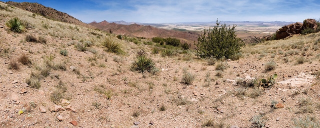 Dalea lanata
