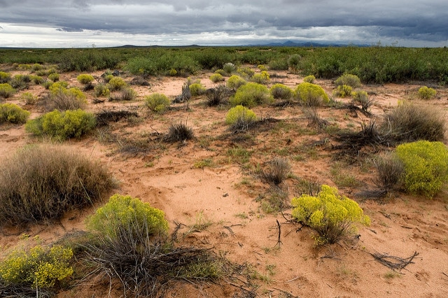 Dalea lanata