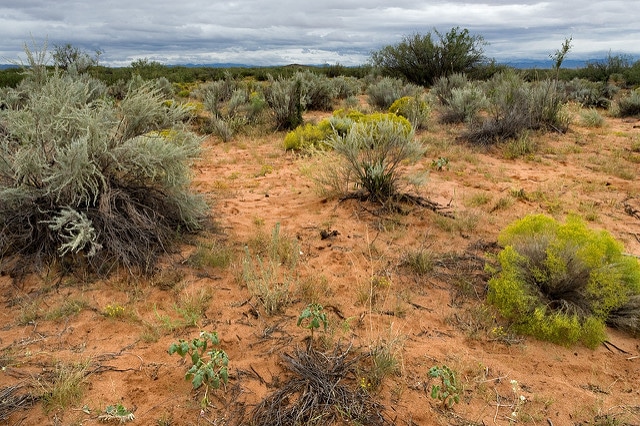 Dalea lanata
